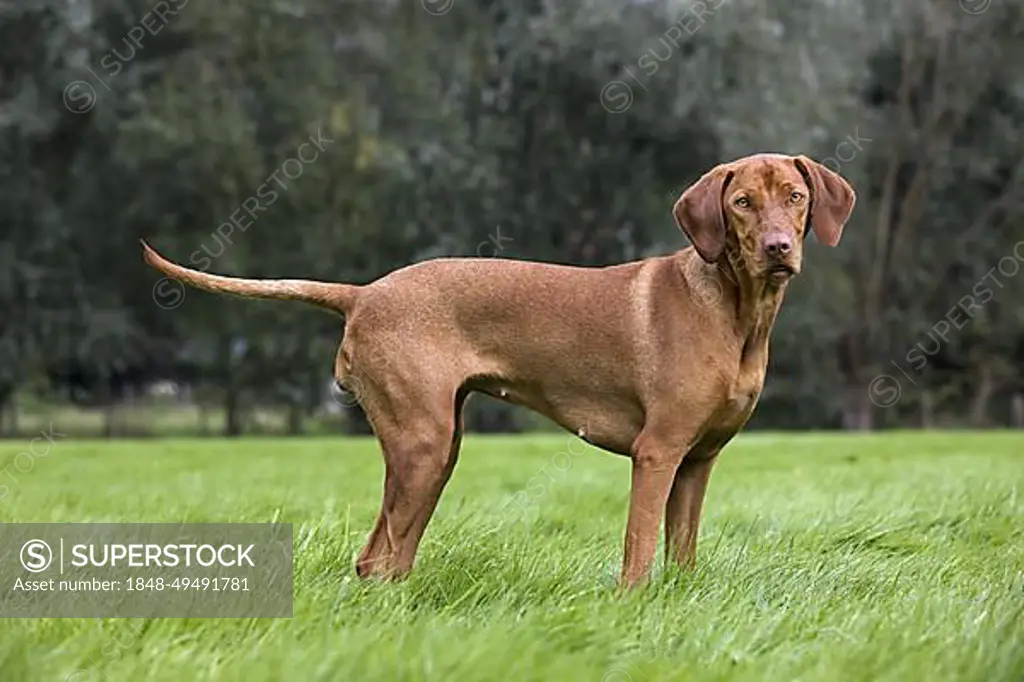 Vizsla hunting dog (Canis lupus familiaris) with golden rust coat in garden, Belgium, Europe