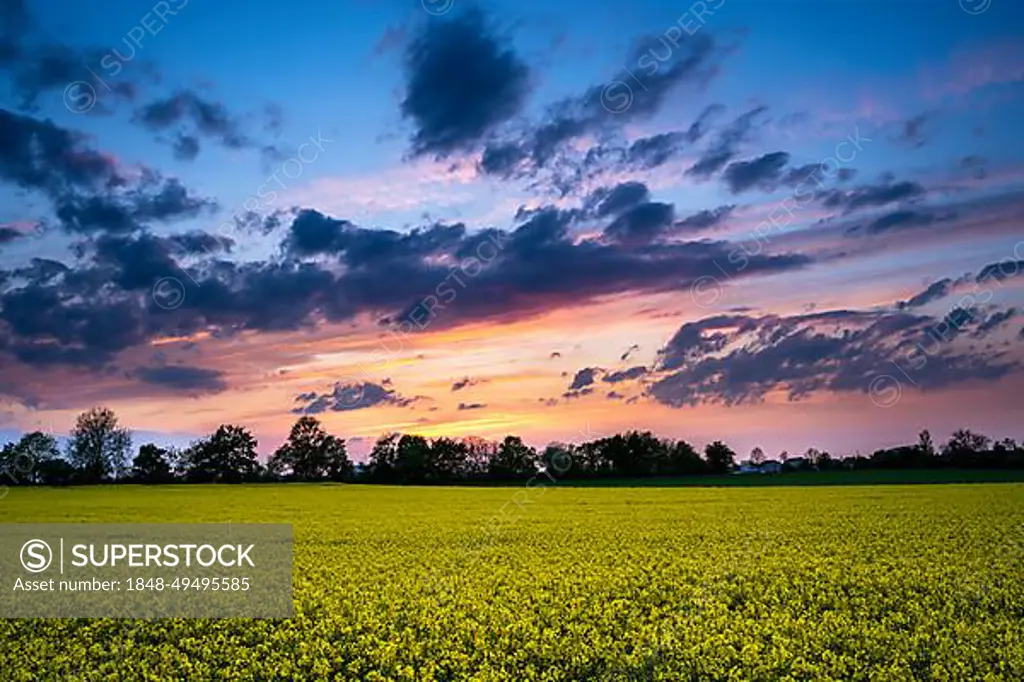 Landscape in spring, a yellow flowering rape field, evening, sunset with orange and red in the clouds in the sky, Baden-Wuerttemberg, Germany, Europe