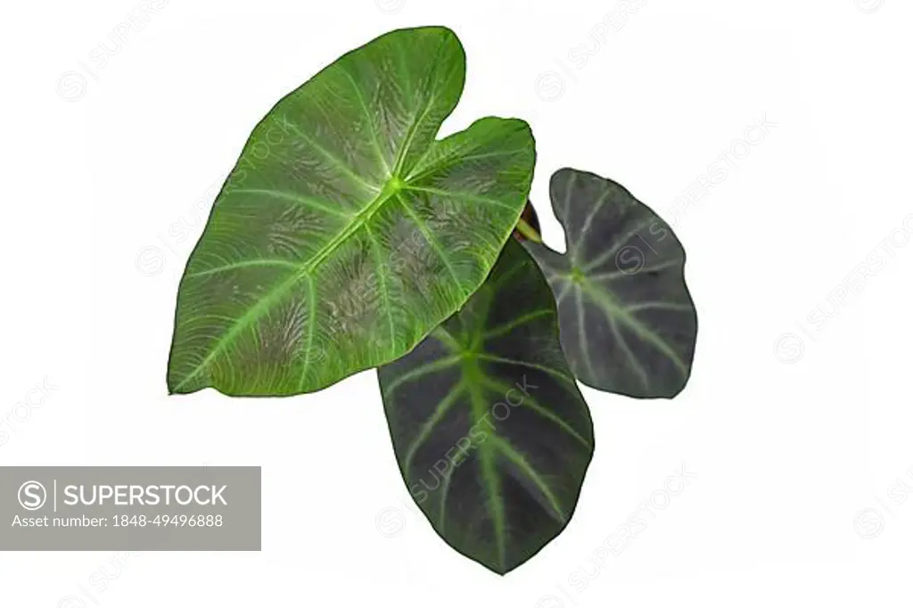 Tropical (Colocasia Esculenta) Aloha Illustris garden- or houseplant with dark green and almost black leave on white background