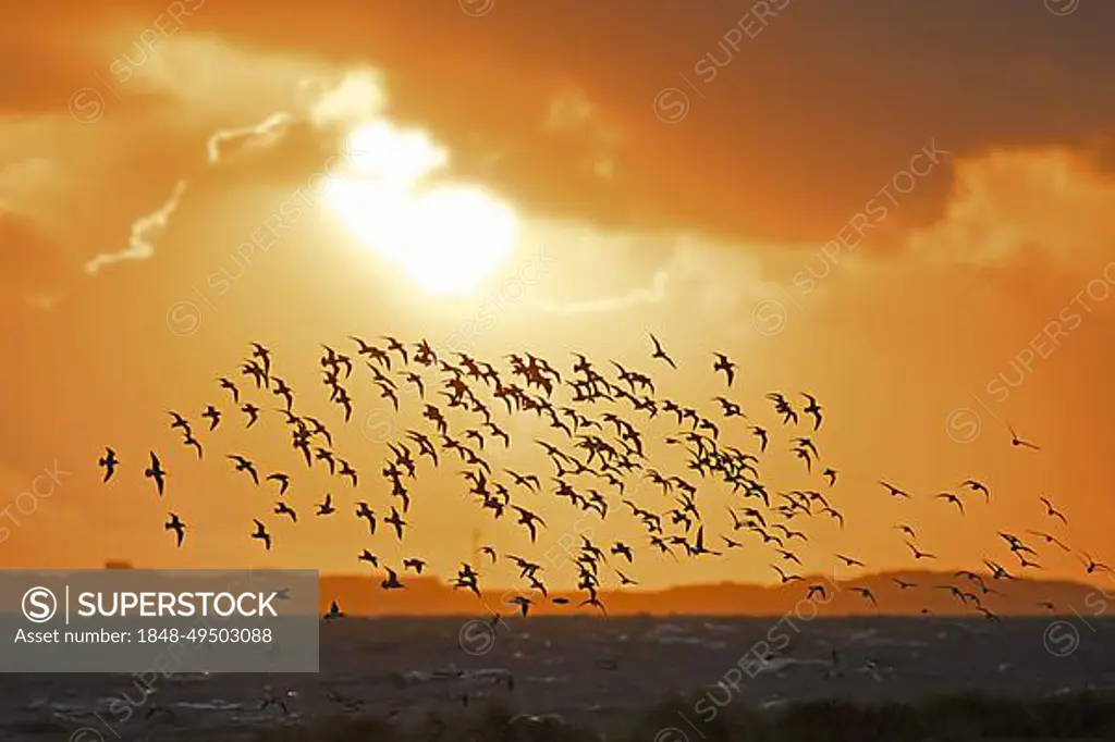 Huge flock of bar-tailed godwits (Limosa lapponica) and red knots in flight, silhouetted against orange sunset sky along the North Sea coast in spring