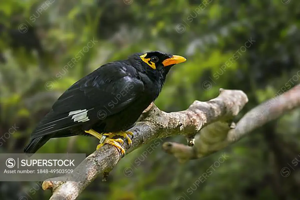 Common hill myna (Gracula religiosa) bird (Gracula indica) native to the hill regions of South Asia and Southeast Asia