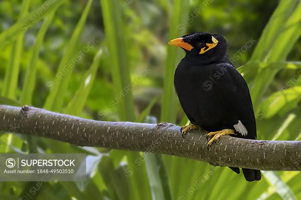 Common hill myna (Gracula religiosa) bird (Gracula indica) native to the hill regions of South Asia and Southeast Asia