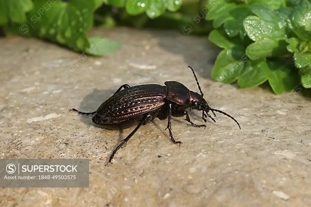 Grove beetle (Carabus nemoralis) Allgaeu, Bavaria, Germany, Europe