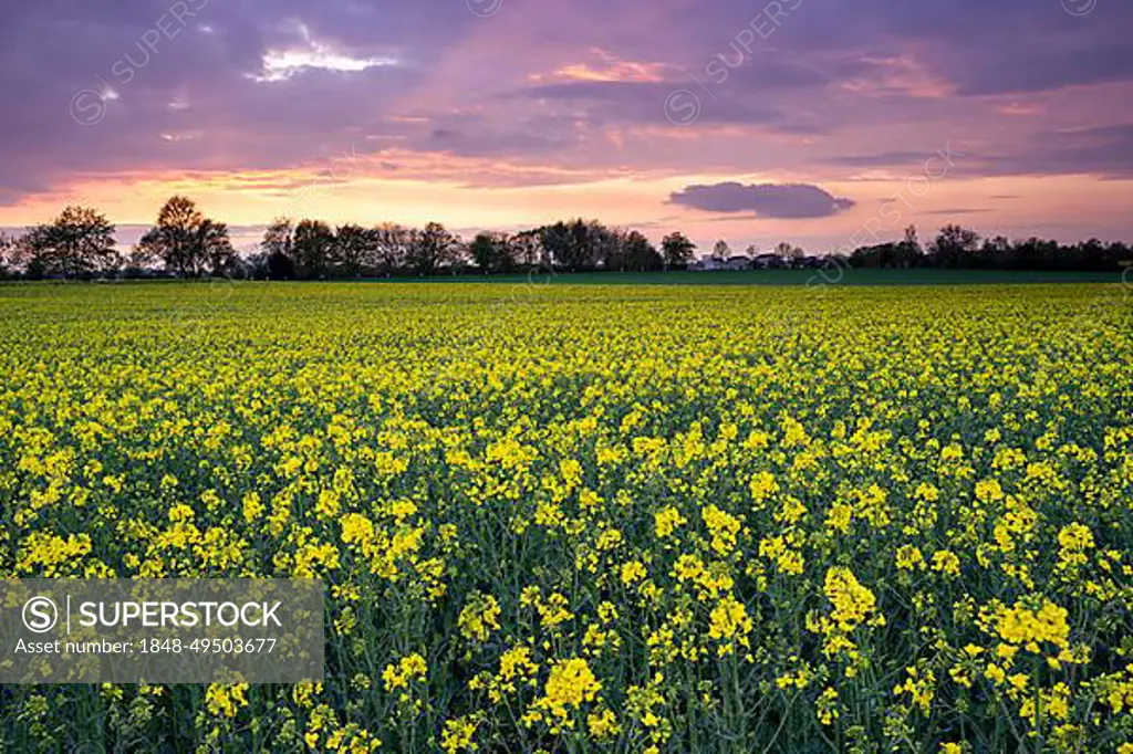 A yellow flowering rape field in spring at sunset with coloured clouds in the sky, Rhein-Neckar-Kreis, Baden-Wuerttemberg, Germany, Europe