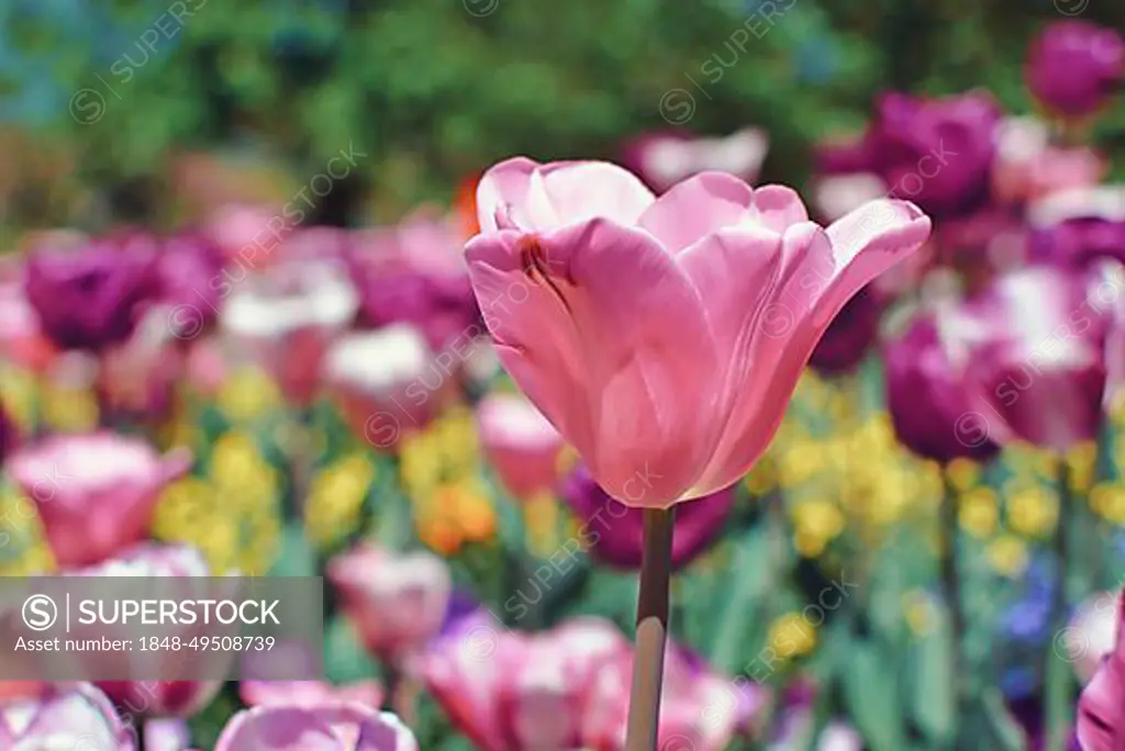 Beautiful pink tulip in middle of field on blurry background with colorful spring flowers