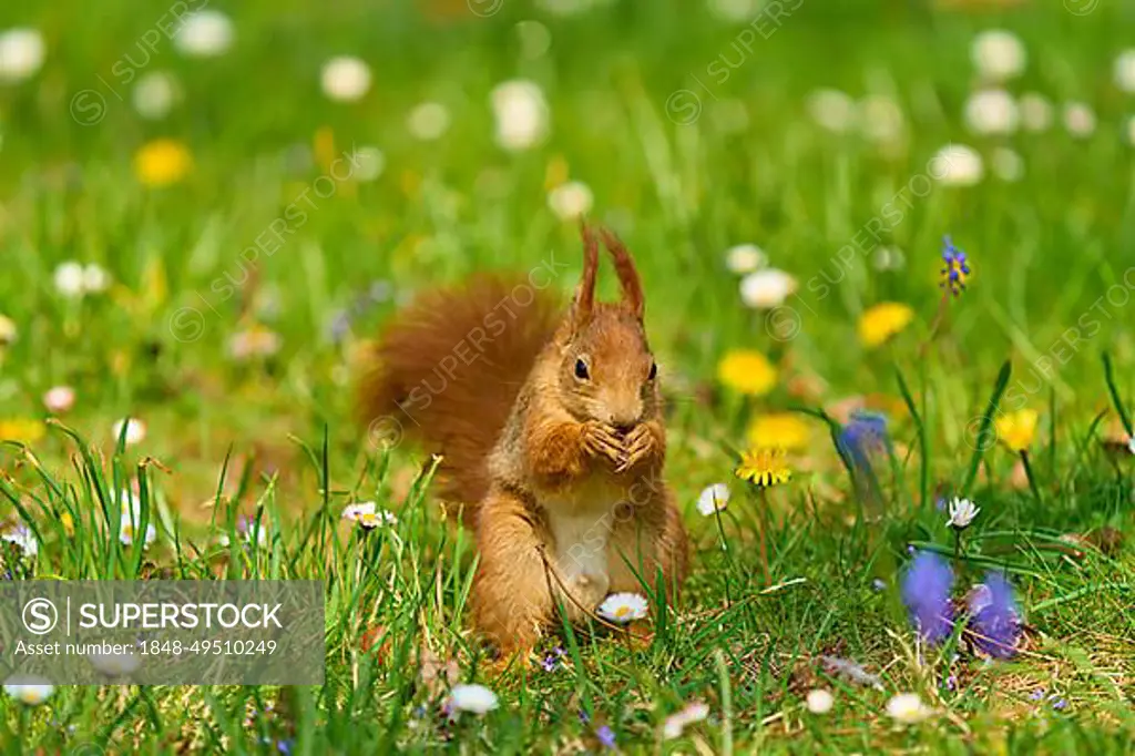 Eurasian red squirrel (Sciurus vulgaris), sitting in meadow with daisies in park, spring, Germany, Europe