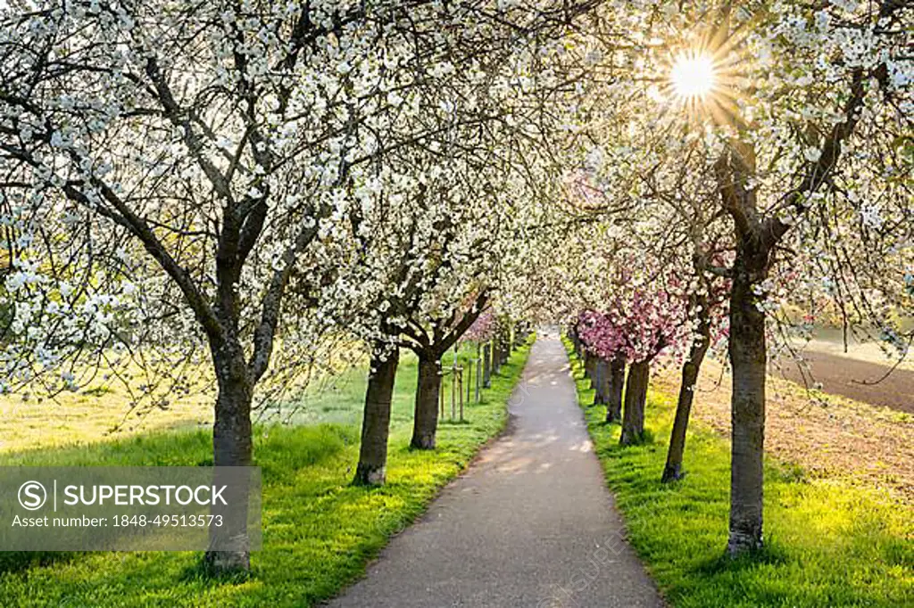 A beautiful alley with blooming pink and white cherry trees in spring in the morning sun with a sunstar, a bench on the left side, Rhine-Neckar-region, Baden-Wuerttemberg, Germany, Europe