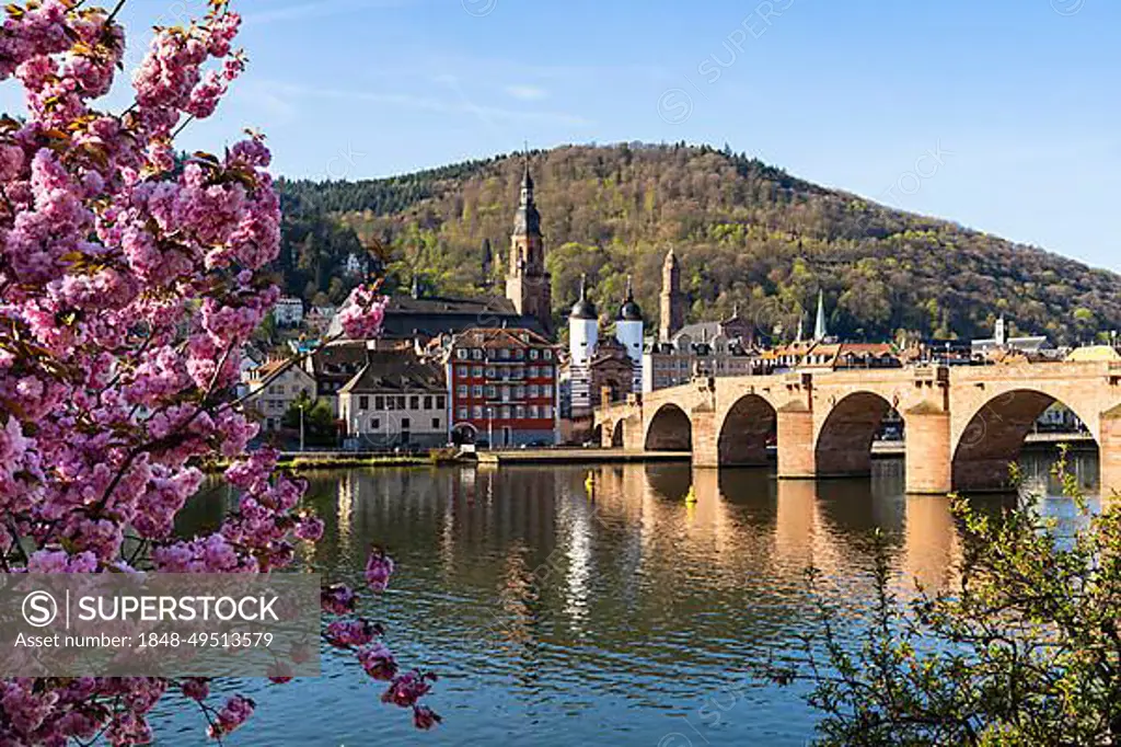 Heidelberg with the Old Bridge (Karl-Theodor-Bruecke), the Church of the Holy Spirit (Heiliggeistkirche), river Neckar and the Bridge Gate the morning sun in spring. A blooming almond tree on the left side