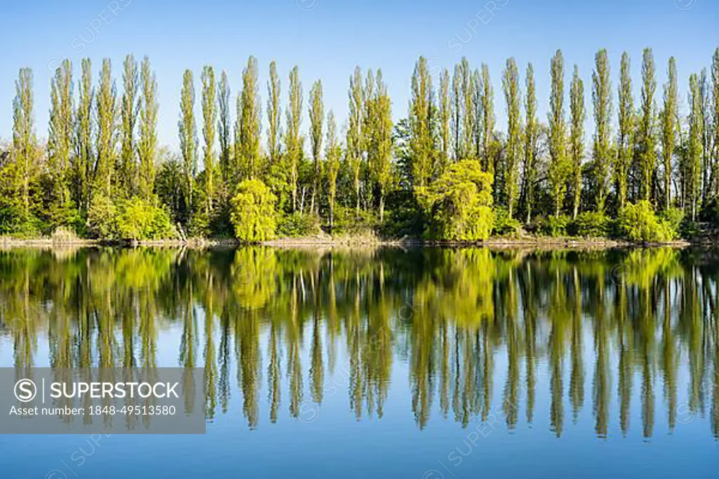 Cottonwood and willow trees in spring at a lake with a reflection, with blue sky and sunny weather, Rhine-Neckar-region, Baden-Wuerttemberg, Germany, Europe