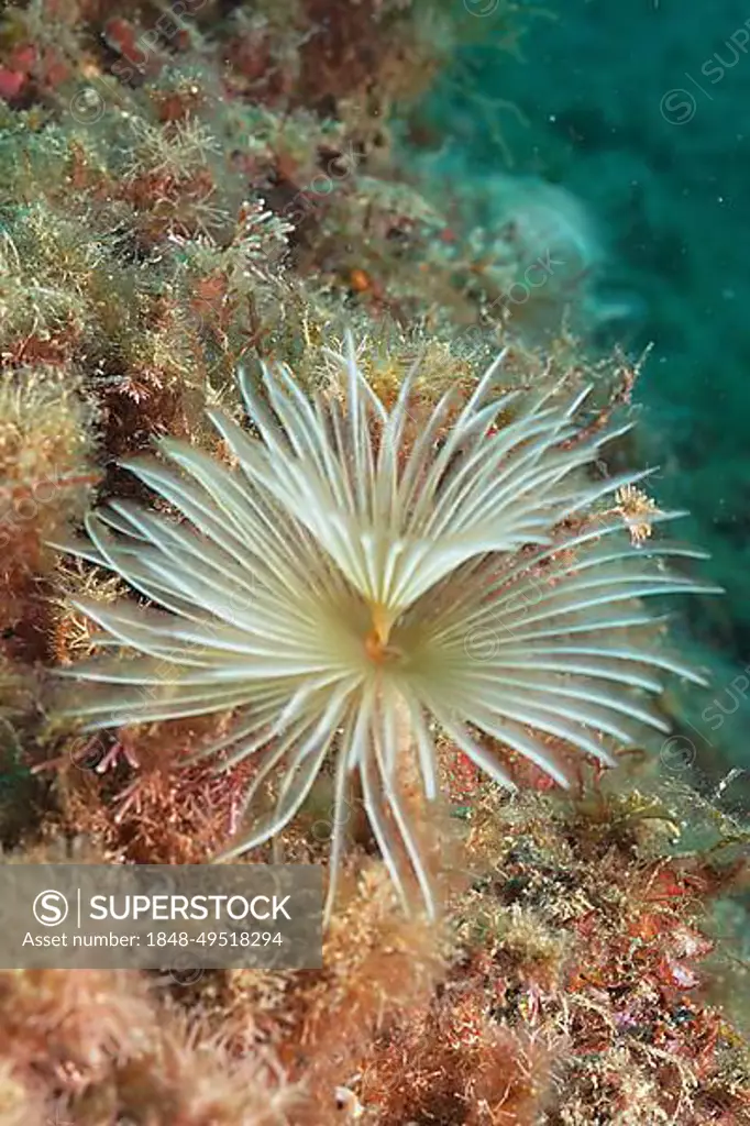 Mediterranean fanworm (Sabella spallanzanii) . Dive site Marine Reserve Cap de Creus, Rosas, Costa Brava, Spain, Mediterranean Sea, Europe