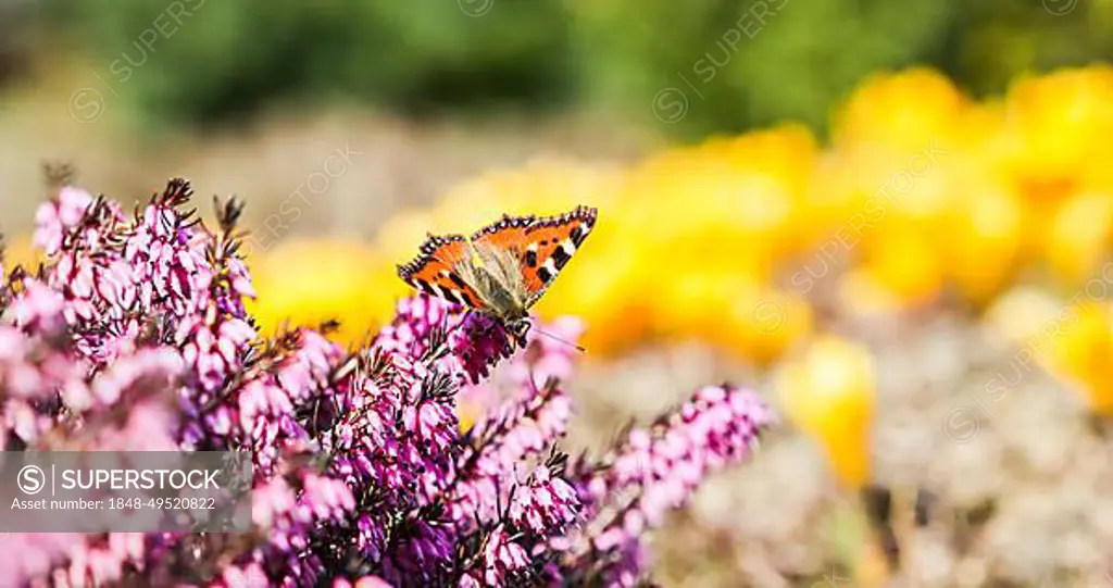 Butterfly on pink (Erica Carnea) flowers, Winter Hit, in early spring