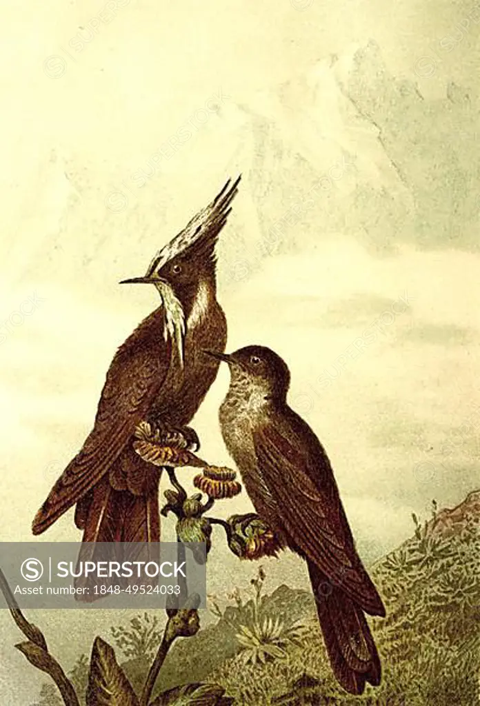 Bird, green-bearded helmetcrest (Oxypogon guerinii) or simply Helmeted Hummingbird is a species of bird in the hummingbird family, Historic, digitally restored reproduction from a 19th century original