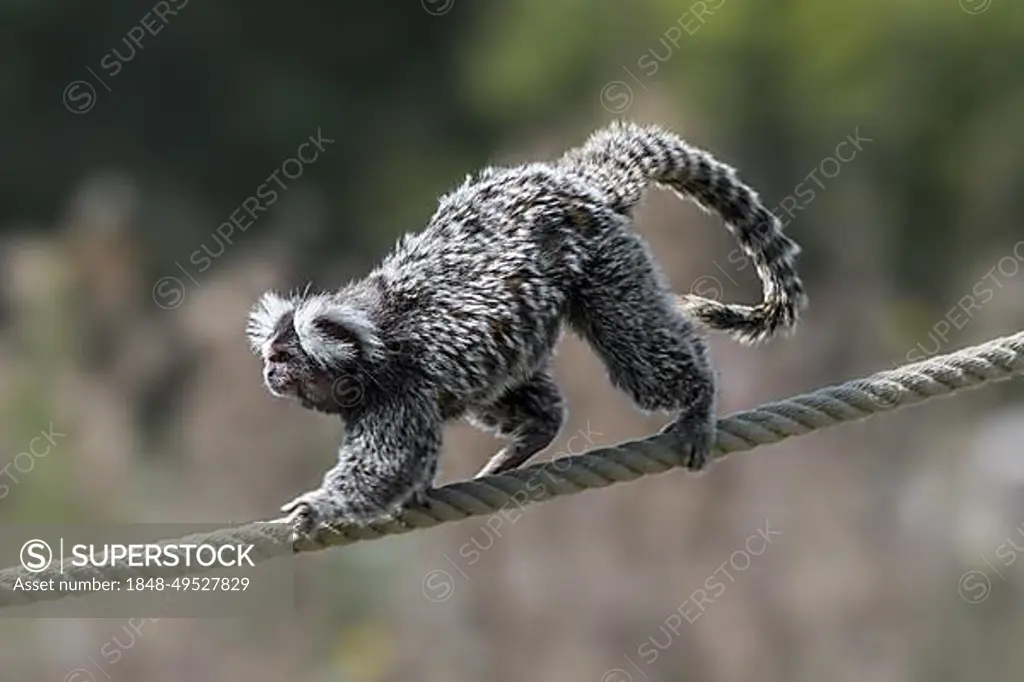 Common marmoset (Callithrix jacchus), white-tufted marmoset, white-tufted-ear marmoset walking over rope in zoo, New World monkey native to Brazil
