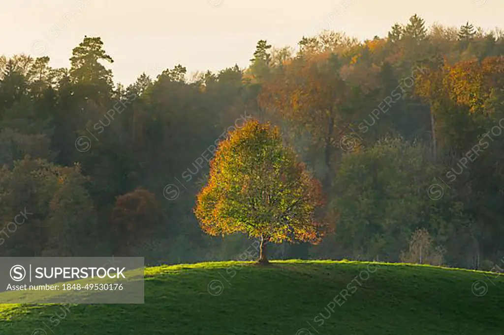 Lone lime tree standing on hilltop, evening streak of light in autumn near Oetwil am See in the Zurich Oberland, Switzerland, Europe