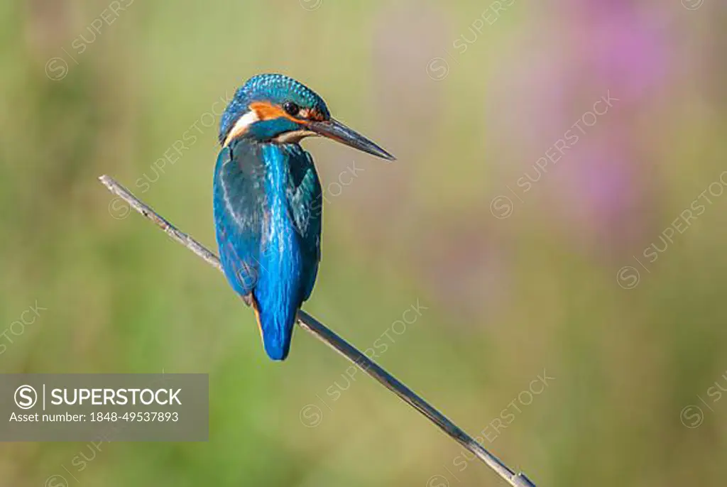 Kingfisher (Alcedo athis) sitting on a reed above a pond in spring. Alsace, France, Europe