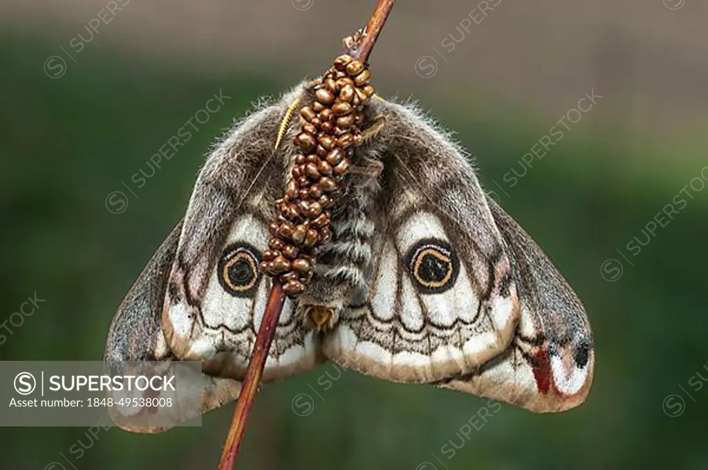 Female small emperor moth (Saturnia pavonia) laying her eggs on a stem. Alsace, France, Europe