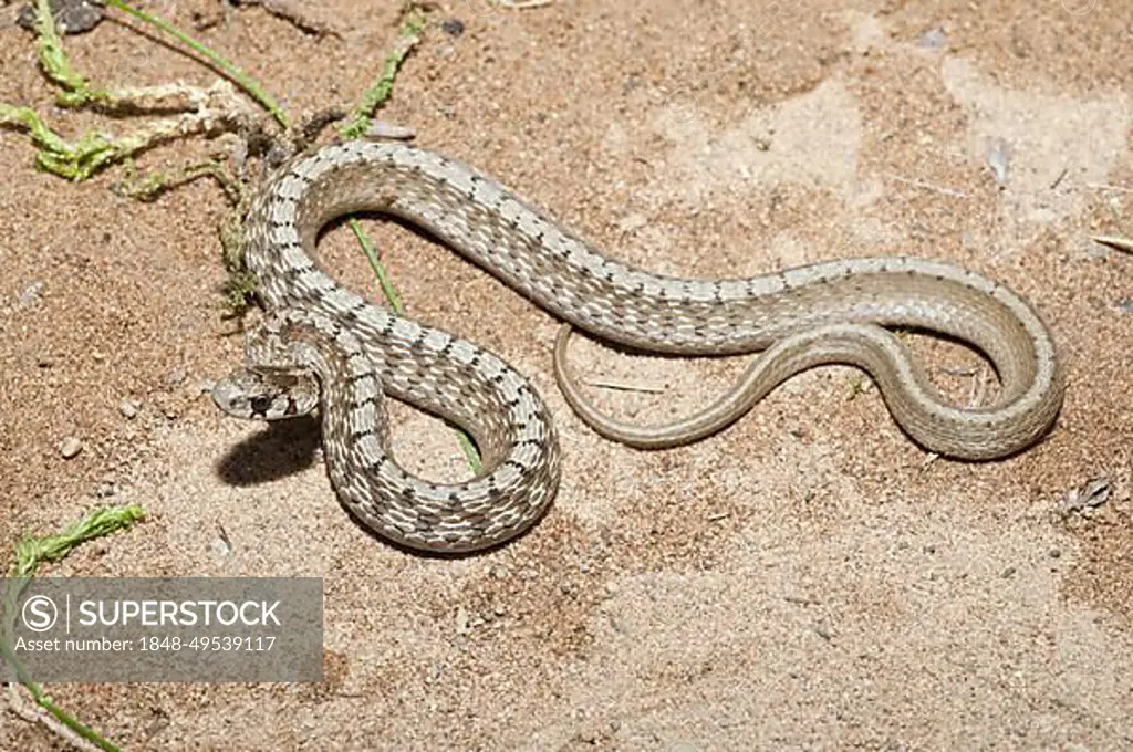 Little brown snake, Storeria dekayi, native to eastern United States, Mexico and Central America