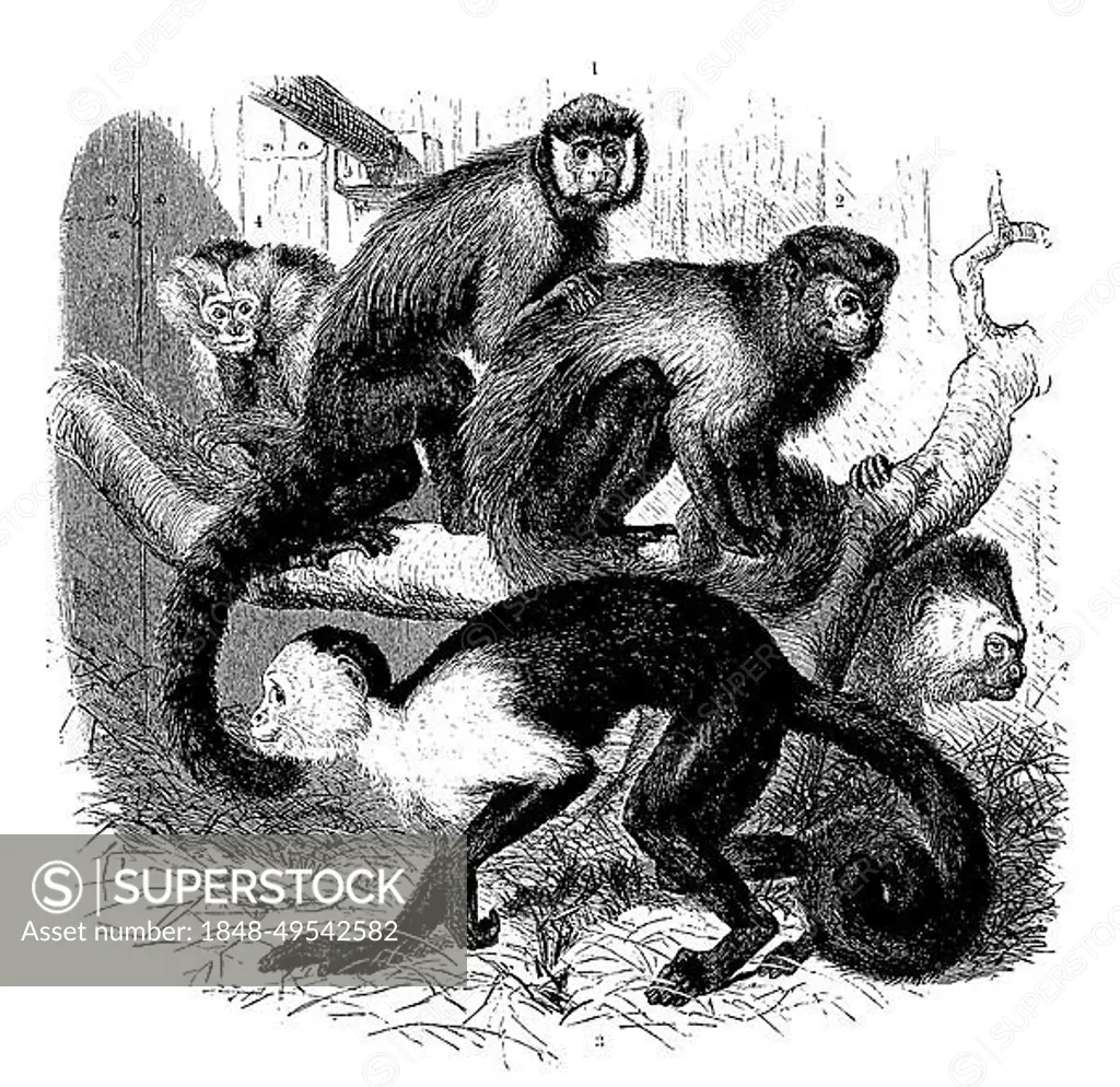 1st capuchin monkey (Cebus olivaceus) (Cebus) (Cebus apella) leucogenys, 2nd apella, 3rd white shouldered monkey, Cebus hypoleucus, 4th common monkey, digitally restored reproduction of a 19th century original, exact original date unknown