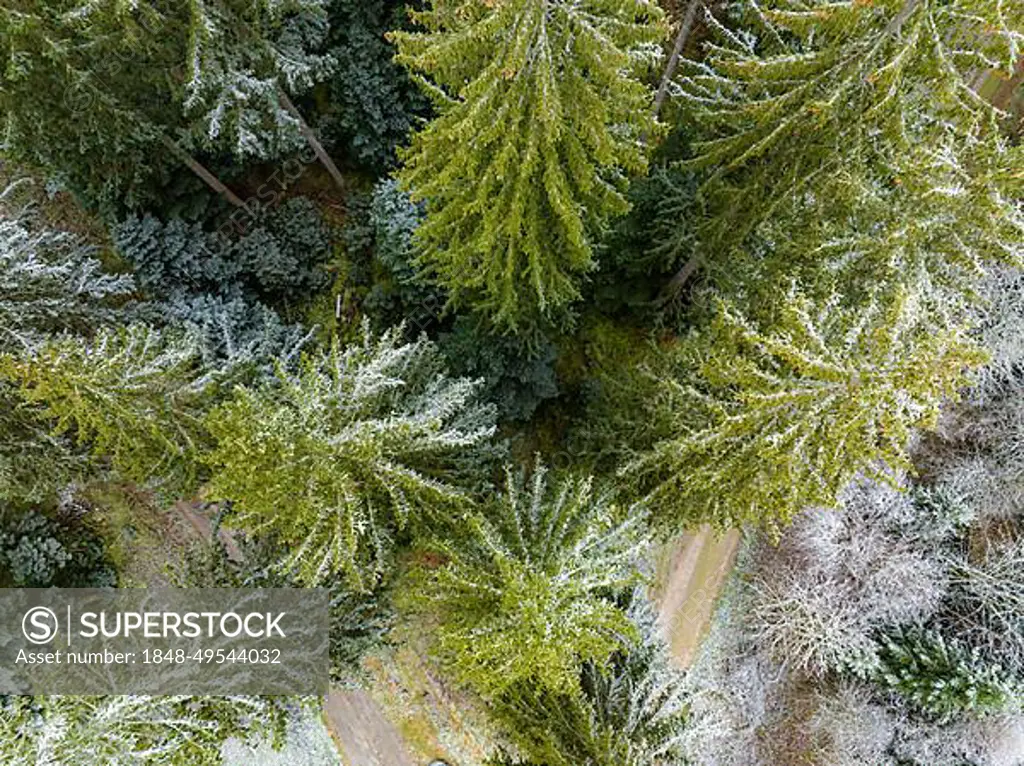 Forest in snow in winter, Black Forest, Germany, Europe