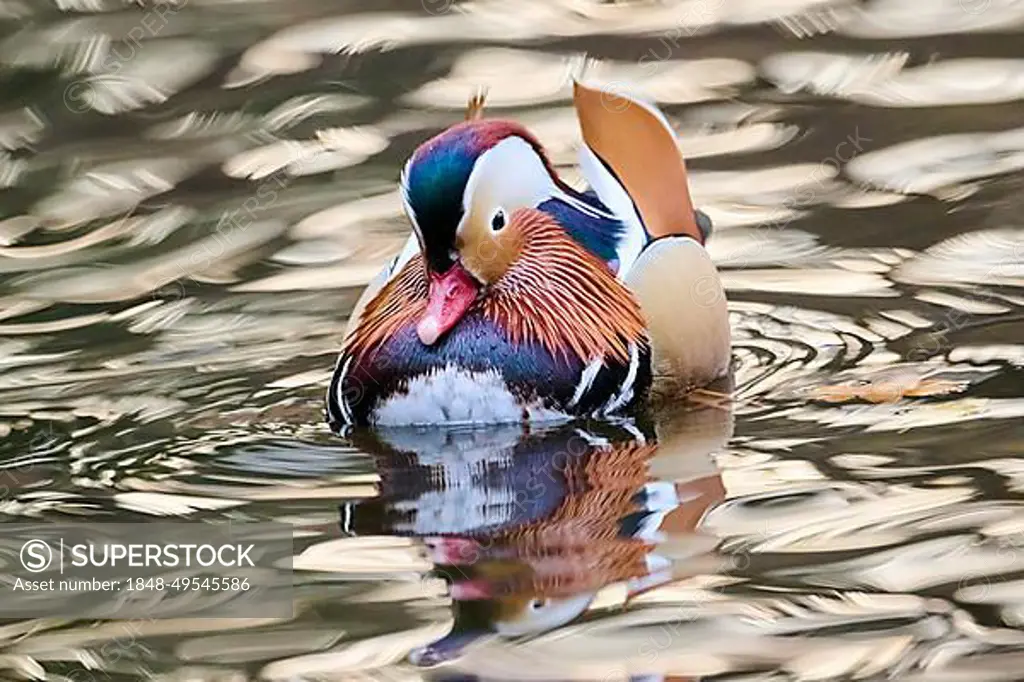 Mandarin duck (Aix galericulata) male swimming on a lake, Bavaria, Germany, Europe