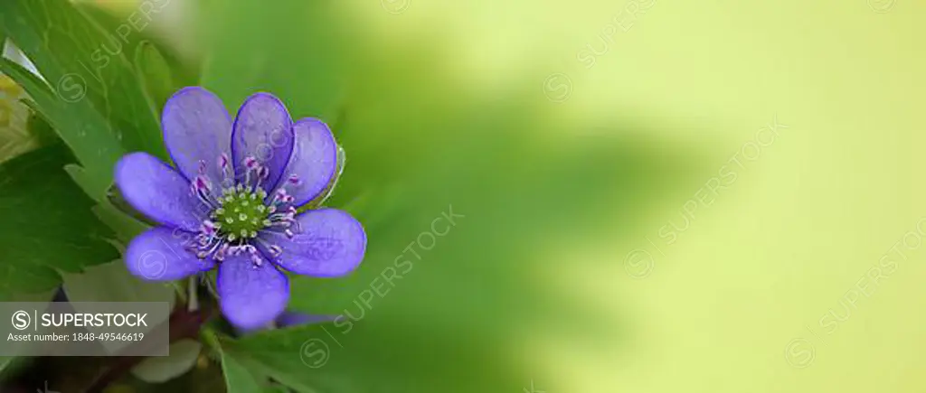 Blue (Hepatica Nobilis) in close-up, early blooming spring plants on yellow background. Long wide banner of greetings or holidays background with copy space