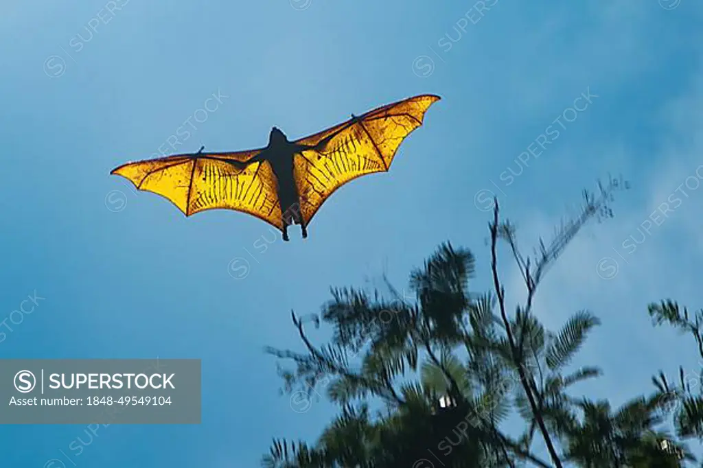 Large specimen of giant golden-crowned flying fox (Acerodon jubatus) jumps flying with outstretched arms wings, Subic Bay, Luzon, Philippines, Asia