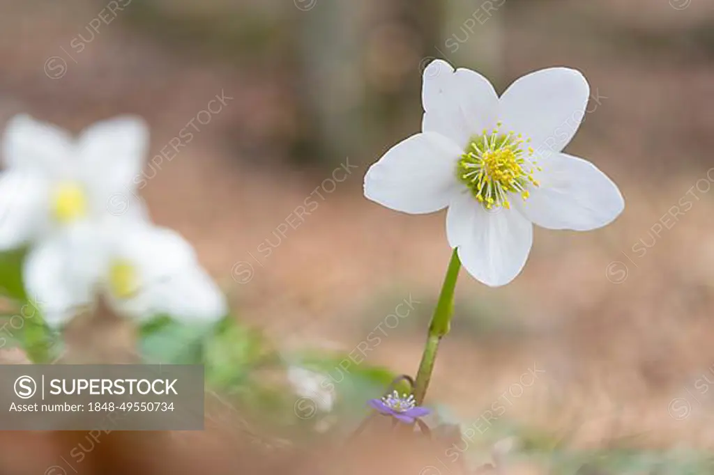 Snow lily (Helleborus niger), Ebenau, Salzburg, Austria, Europe