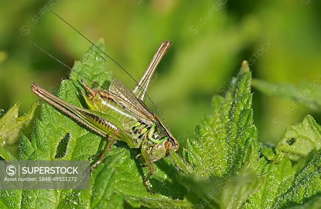 Roesel's bite-cricket (Metrioptera roeselii), male, Hesse, Germany, Europe