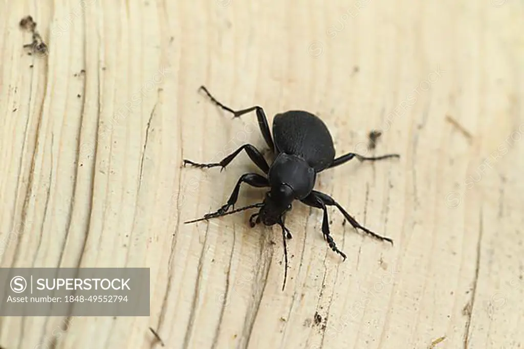 Large deathwatch beetle (Blaps mortisaga) Allgaeu, Bavaria, Germany, Europe