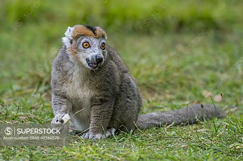 Crowned lemur (Lemur coronatus) (Eulemur coronatus) in zoo, primate native to the northern tip of Madagascar