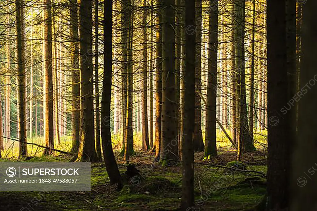 Autumn Forest, Morning, Black Forest, Germany, Europe