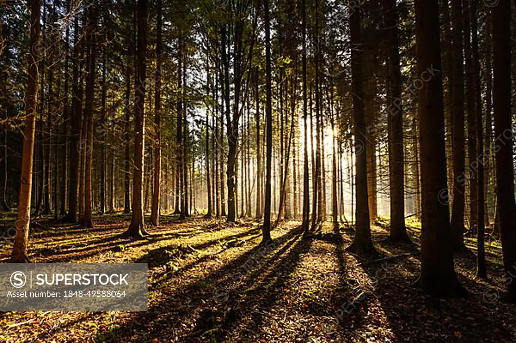 Autumn Forest, Morning, Black Forest, Germany, Europe