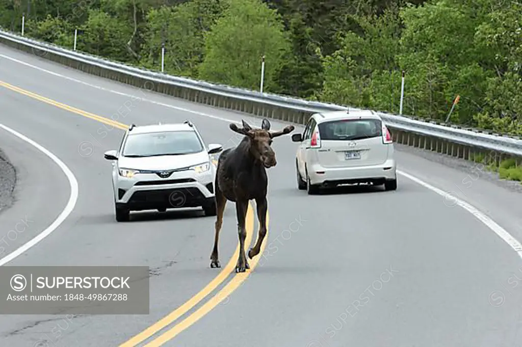 Bull moose crossing a road in front of cars. Alces americanus