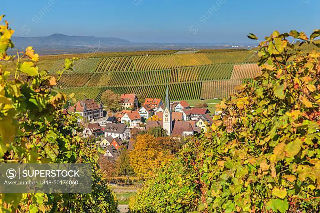 Ebringen, Markgraefler Land, Black Forest, Baden-Wuerttemberg, Germany, Ebringen, Markgraefler Land, Black Forest, Baden-Wuerttemberg, Germany, Europe