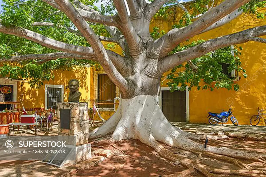 Tree, City Centre, Izamal, Yucatan, Mexico, Central America