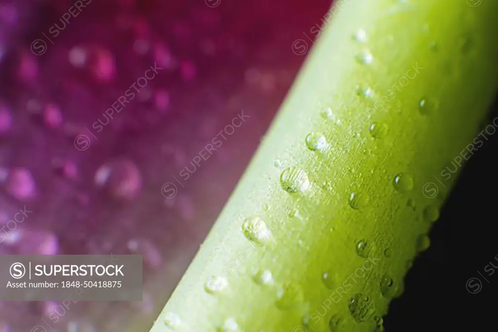 Extreme macro close-up of a flower stem with drops of water and moisture on it. Macro background of botany in shallow depth of field