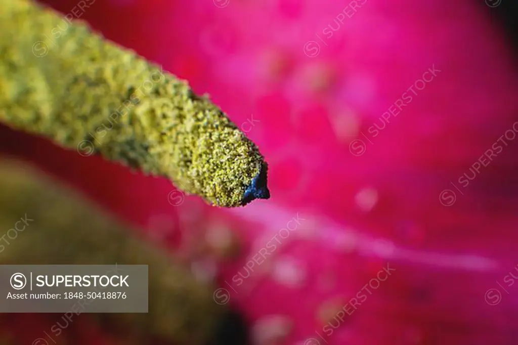 Extreme macro in shallow depth of field pollen wild tulip macro close-up