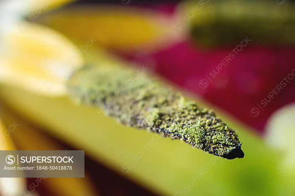 Extreme macro in shallow depth of field pollen wild tulip macro close-up