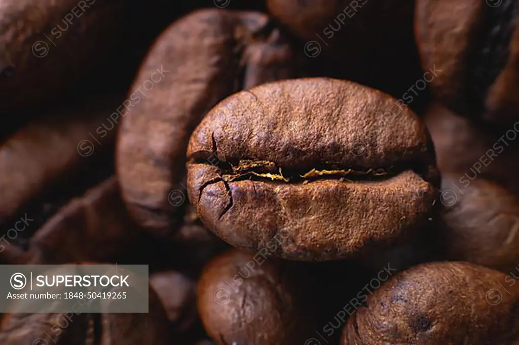 Extreme macro Coffee beans close up for background in shallow depth of field. macro photography