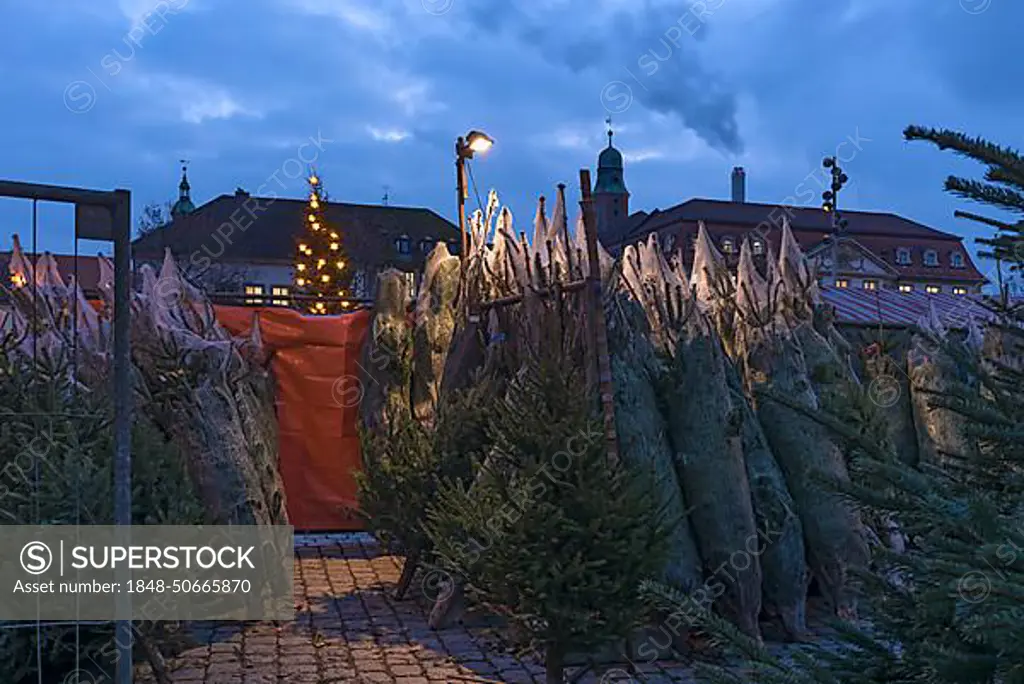 Pre-Christmas Christmas tree sale at the market, Erlangen, Middle Franconia, Bavaria, Germany, Europe