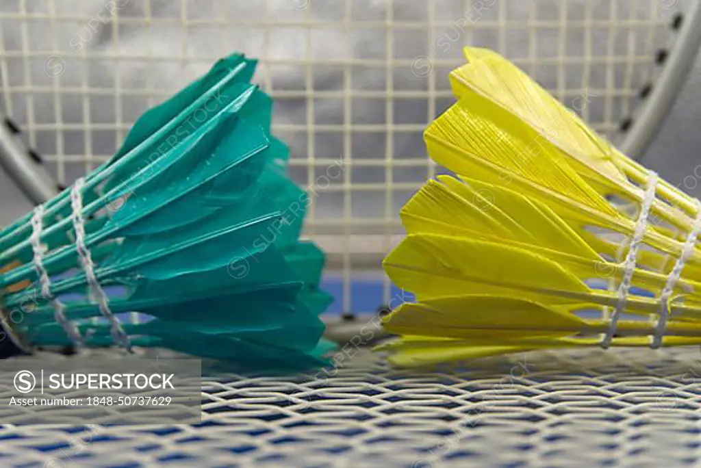 Badminton feather shuttlecocks in green and yellow with badminton racket in a close up view