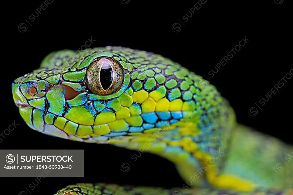 Palawan pit viper (Parias schultzei), juvenil, portrait, endemic to Palawan, Philippines, Asia