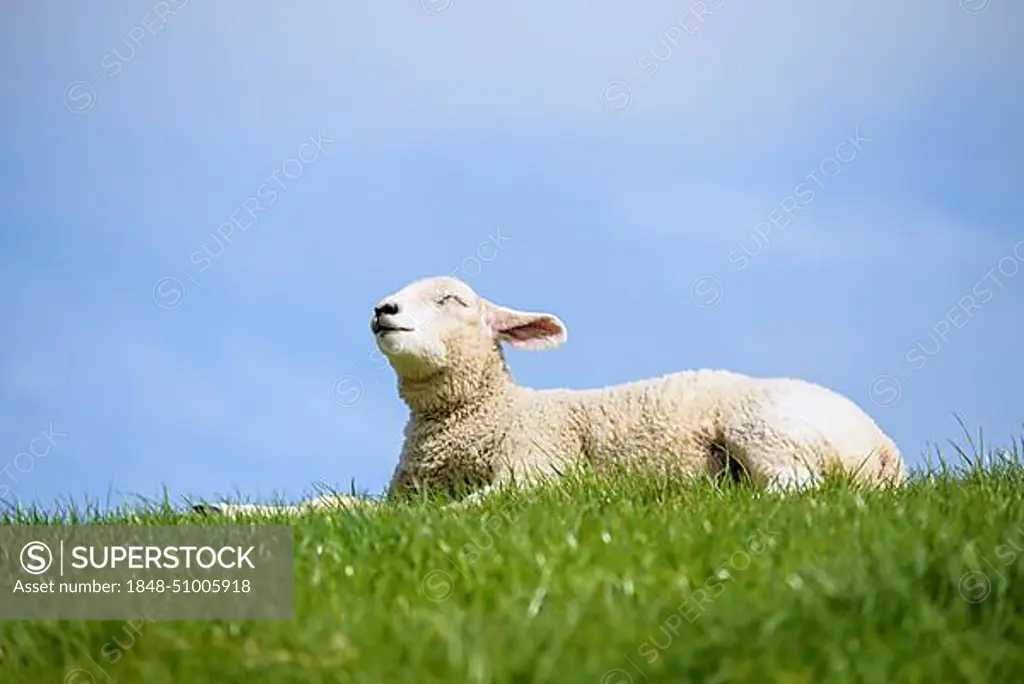 Lamb enjoys the warmth