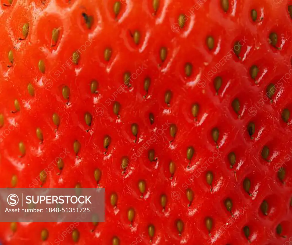 Fresh organic strawberries on a kitchen table, healthy food