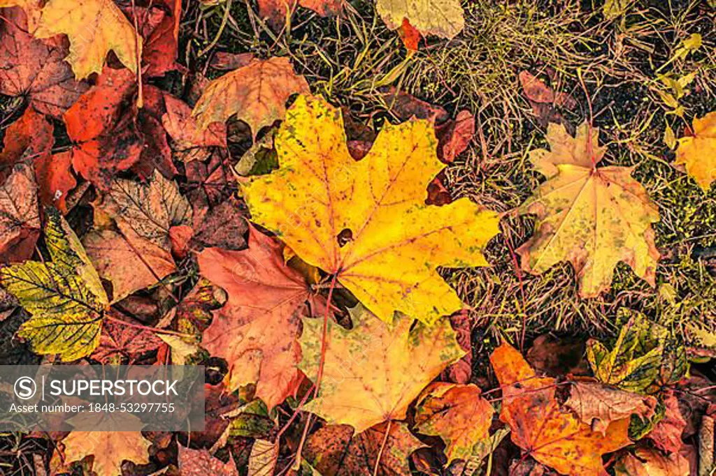 Colorful autumn leaves on the ground