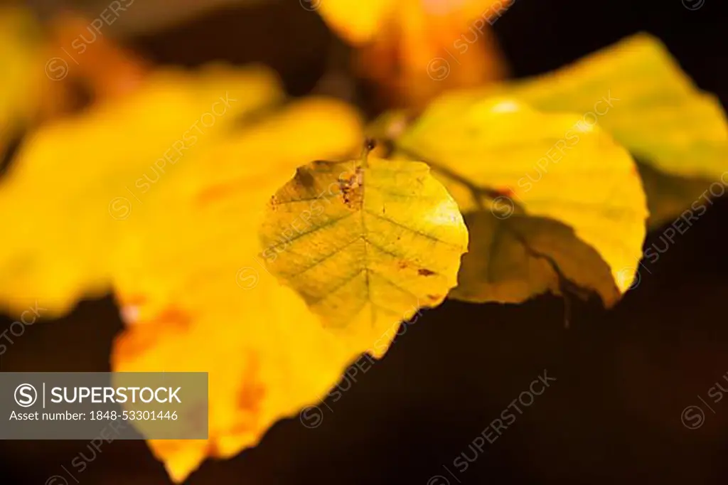 Autumn foliage Foliage