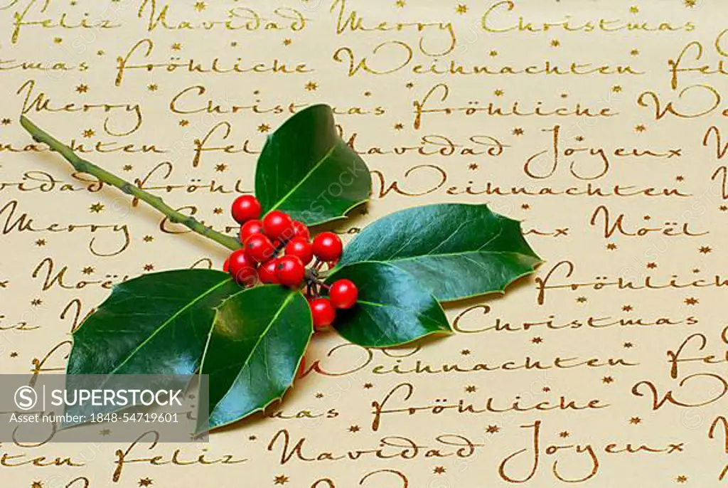 Holly (Ilex aquifolium) , Leaves and berries, on writing, Prick sleeve