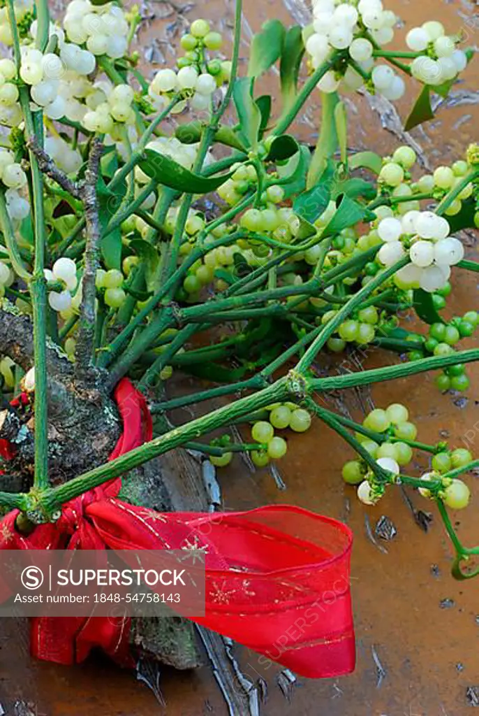 Mistletoe (Viscum album) and red ribbon, mistletoe, mistletoe berries