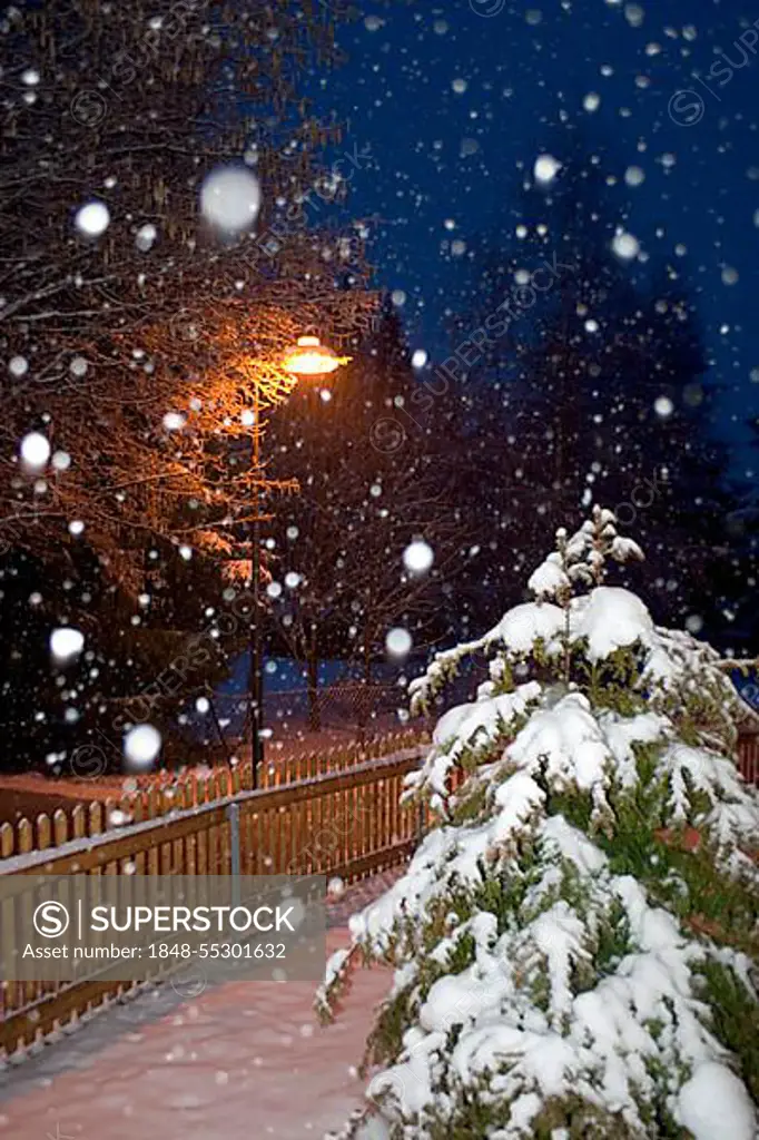 Snowfall in a garden by night, Christmas, Bavaria, Germany, Europe