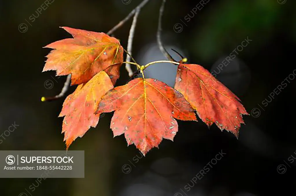 Maple branch with colourful autumn leaves